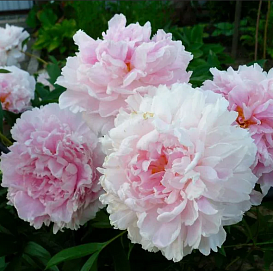 Пион травянистый 'Жемчужина'