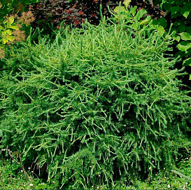 Лиственница европейская 'Корник'