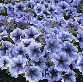 Петуния (сурфиния) гибридная 'Дедди Блю' (голубая с прожилками)