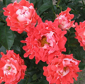 Роза 'Кэнди Раффлс' (флорибунда) (коралово - розовая)