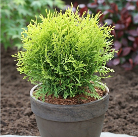 Туя западная 'Даника Ауреа'