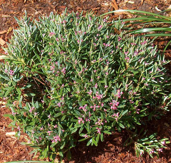 Андромеда многолистная (Подбел) 'Блу Айс'