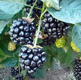 Ежевика 'Кайова'