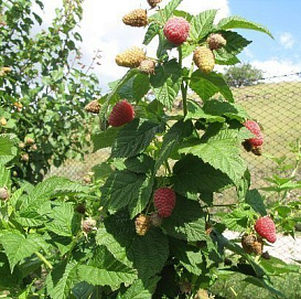 Малина 'Крепыш'