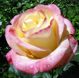 Роза 'Бела Перла' (чайно-гибридная) (желтая с розовым)