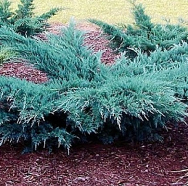 Можжевельник виргинский 'Грей Оул'