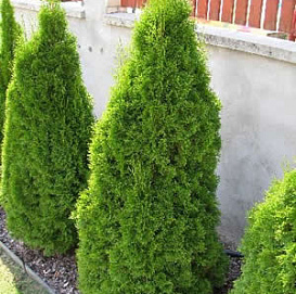 Туя западная 'Смарагд'
