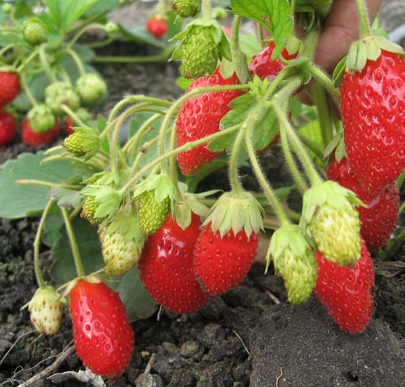 Земляника (клубника) 'Милан'