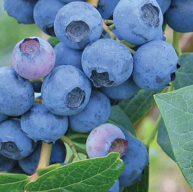 Голубика высокорослая 'Эрлиблю'