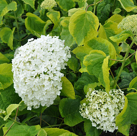 Гортензия древовидная 'Голден Анабель' 