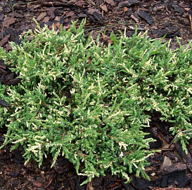 Можжевельник обыкновенный 'Спотти Спридер'