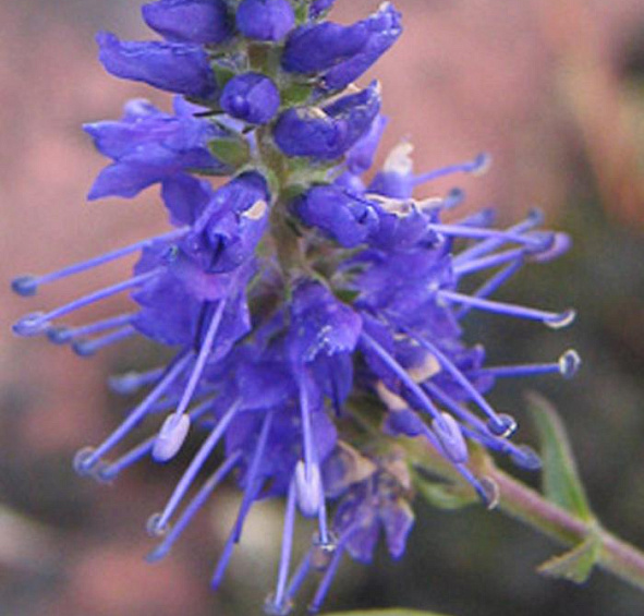 Вероника колосковая