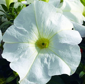 Петуния (сурфиния) гибридная 'Тритуния Уайт ' (белая)