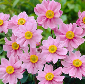 Анемона гибридная (Ветриница) 'Серенада'