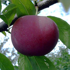 Алыча 'Подарок Друзьям'