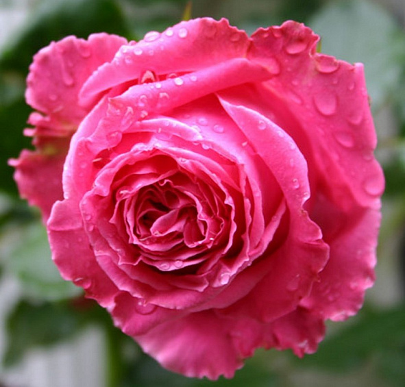 Роза 'Огюст Ренуар' (чайно-гибридная) (розовая)