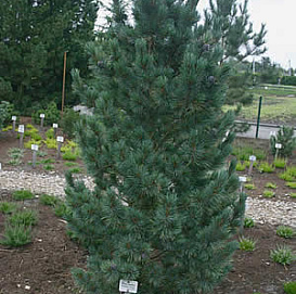 Сосна кедровая европейская