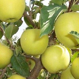 Яблоня домашняя 'Московское Позднее'