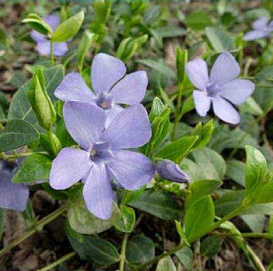 Барвинок малый 'Боулз Вариети'