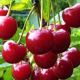 Черешня 'Крепышка'
