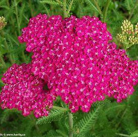 Тысячелистник обыкновенный (парковый) 'Сауси Седакшн'