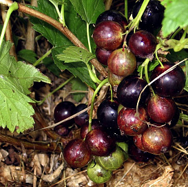 Смородина черная 'Ядреная'