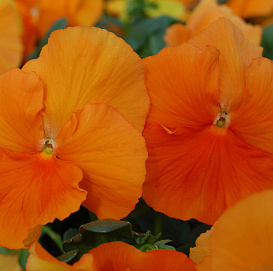 Виола Виттрока 'Инспайр Дип Оранж' (оранжевая)