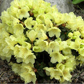 Рододендрон японский (азалия) 'Врен' (лимонный)