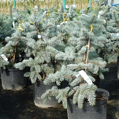 Ель колючая 'Костер'