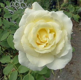 Роза 'Элина' (чайно-гибридная) (желтая)