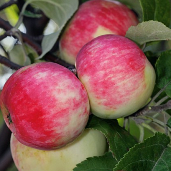 Яблоня домашняя 'Серебряное копытце'