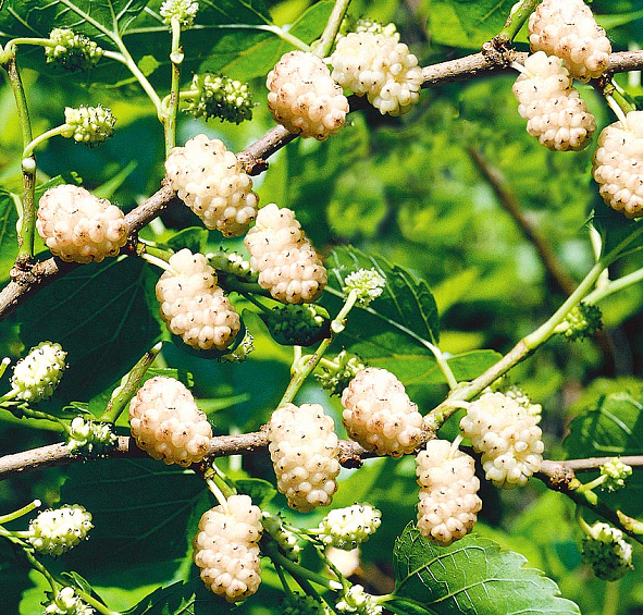 Шелковица белая 'Смуглянка'