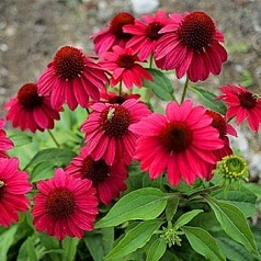 Эхинацея пурпурная 'Бая Бургунди'