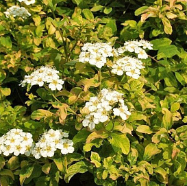 Спирея ниппонская 'Гилверс Рейнбоу'