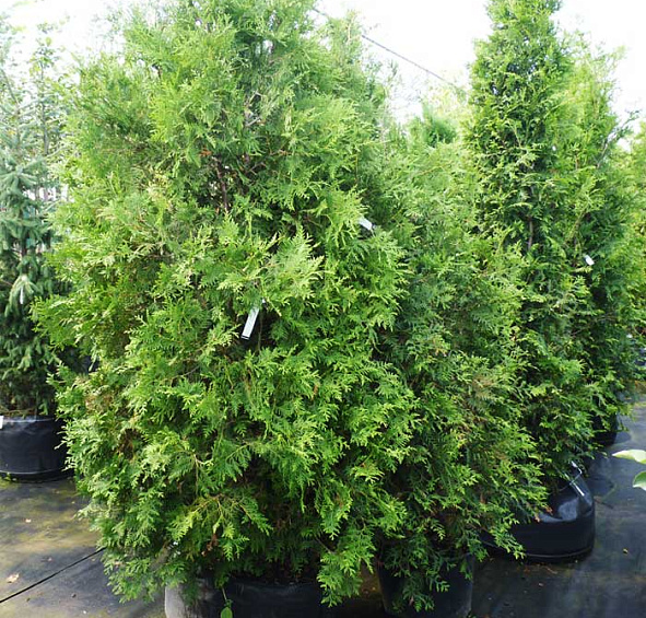 Туя западная 'Брабант'