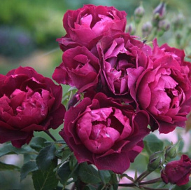 Роза 'Кардинал Хьюм' (шраб, флорибунда) (пурпурный)