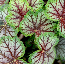 Гейхера 'Далес Стрэйн'