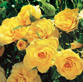 Роза 'Еллоу Бэйби' (флорибунда) (желтая)