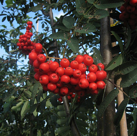 Рябина обыкновенная 'Шиервотер Сидлинг'