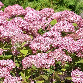 Гортензия древовидная 'Мэджикал Пинкербелл'