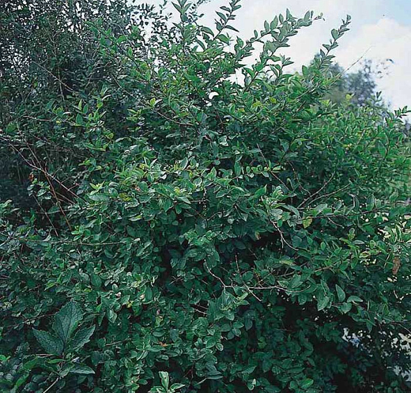 Жимолость Королькова