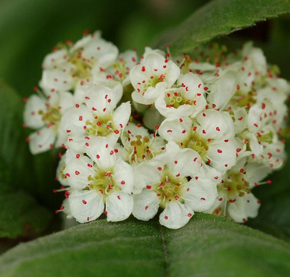 Боярышник Максимовича