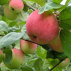 Яблоня колоновидная 'Стелла'