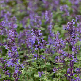 Котовник Фассена 'Селект'