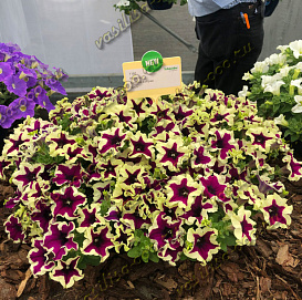 Петуния (сурфиния) гибридная 'Фанфаре Эклипс'  (пурпурно-желтый)