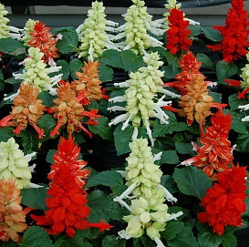 Cальвия блестящая низкорослая "Редди Формула Микс" (смесь)