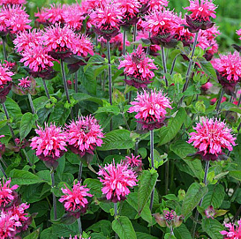 Монарда двойчатая (гибридная) 'Пинк Лейс'