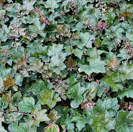 Гейхера мелкоцветковая 'Шуста Дейзи'