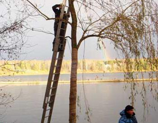 Фотоальбом Посадка крупномеров на берегу Клязьминского водохранилища с баржи. Ива желтокорая. Фотография 21