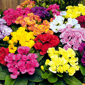 Примула обыкновенная (первоцветная) 'Примлет' (смесь)